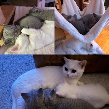 BKH Kitten in blau und in weiß