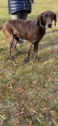 Deutscher Kurzhaar abzugeben