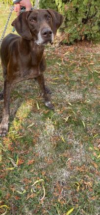 Deutscher Kurzhaar abzugeben