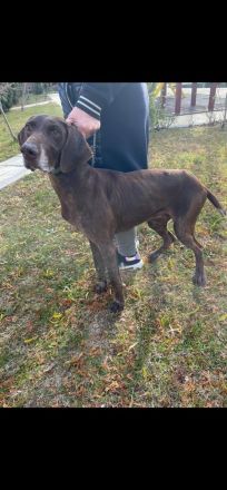 Deutscher Kurzhaar abzugeben