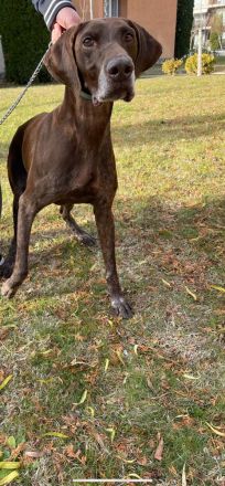 Deutscher Kurzhaar abzugeben