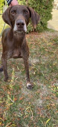 Deutscher Kurzhaar abzugeben