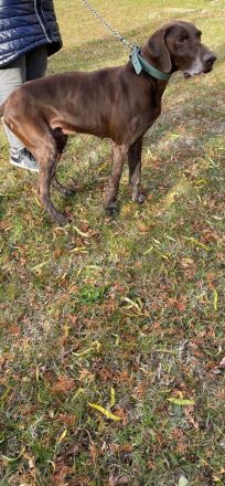 Deutscher Kurzhaar abzugeben