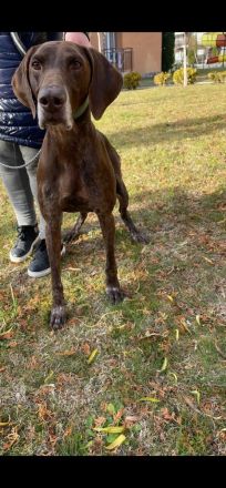 Deutscher Kurzhaar abzugeben