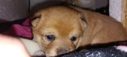 Shiba Inu Weibchen