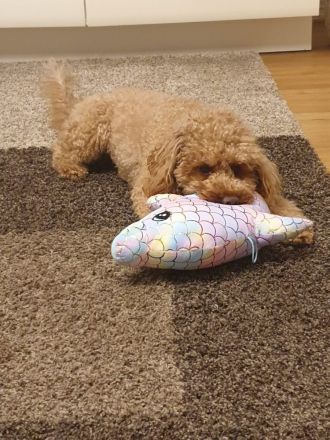 Zwergpudel,Pudel, Deckrüde! Red/Apricot! Kein Verkauf!