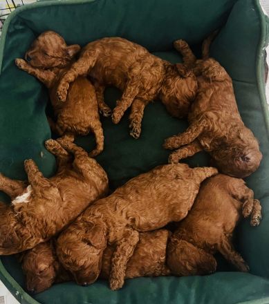 Zwergpudel,Pudel, Deckrüde! Red/Apricot! Kein Verkauf!