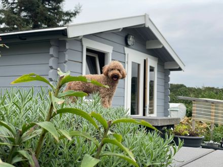 Zwergpudel,Pudel, Deckrüde! Red/Apricot! Kein Verkauf!