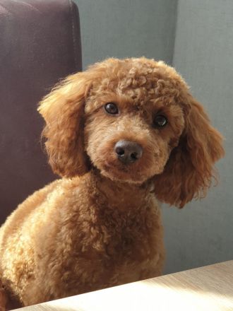 Zwergpudel,Pudel, Deckrüde! Red/Apricot! Kein Verkauf!