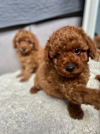 Zwergpudel,Pudel, Deckrüde! Red/Apricot! Kein Verkauf!