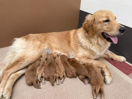 Zwergpudel,Pudel, Deckrüde! Red/Apricot! Kein Verkauf!