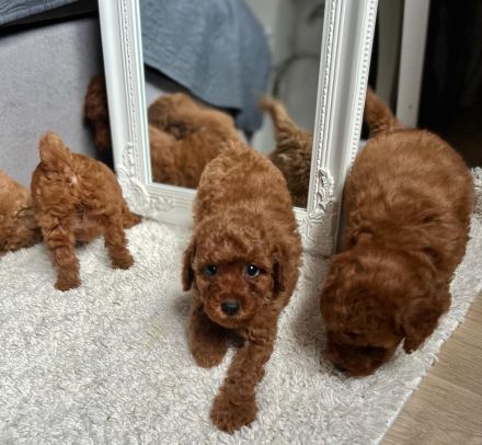 Zwergpudel,Pudel, Deckrüde! Red/Apricot! Kein Verkauf!