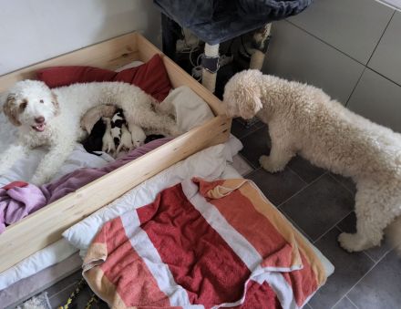 Spanischer Wasserhund poo