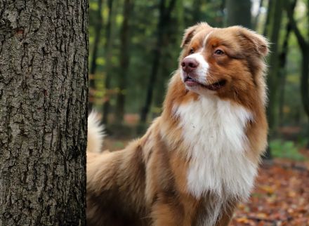Australian Shepherd Deckrüde ASCA