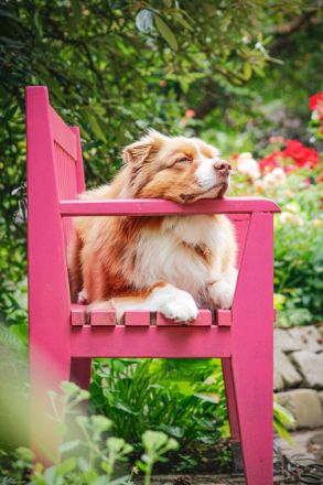 Australian Shepherd Deckrüde ASCA