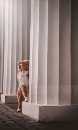 Australian Shepherd Deckrüde ASCA