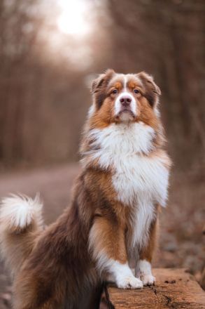 Australian Shepherd Deckrüde ASCA