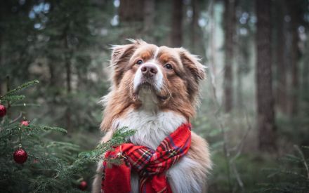 Australian Shepherd Deckrüde ASCA