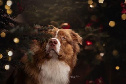 Australian Shepherd Deckrüde ASCA