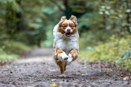Australian Shepherd Deckrüde ASCA