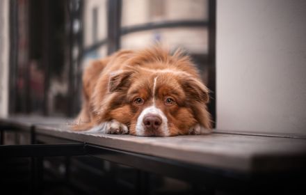 Australian Shepherd Deckrüde ASCA
