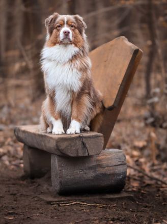 Australian Shepherd Deckrüde ASCA
