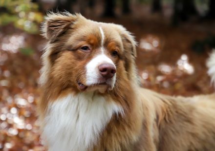 Australian Shepherd Deckrüde ASCA