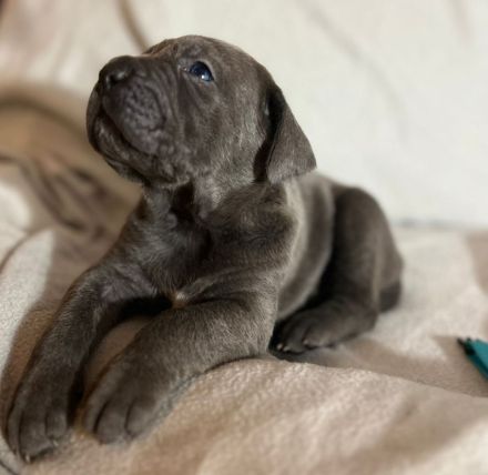 Reinrassige Cane Corso Welpen