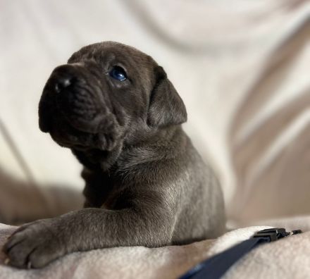 Reinrassige Cane Corso Welpen