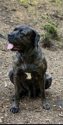Reinrassige Cane Corso Welpen