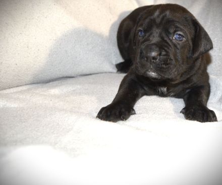 Reinrassige Cane Corso Welpen