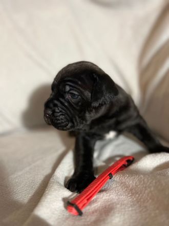 Reinrassige Cane Corso Welpen
