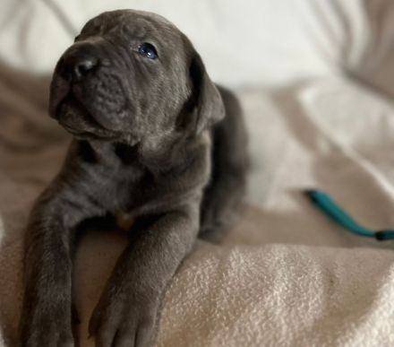 Reinrassige Cane Corso Welpen