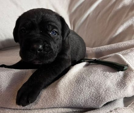 Reinrassige Cane Corso Welpen