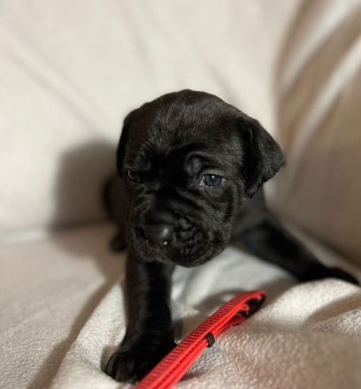 Reinrassige Cane Corso Welpen