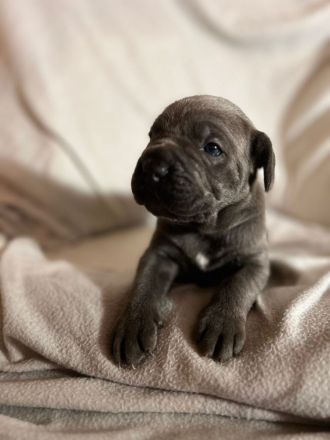 Reinrassige Cane Corso Welpen