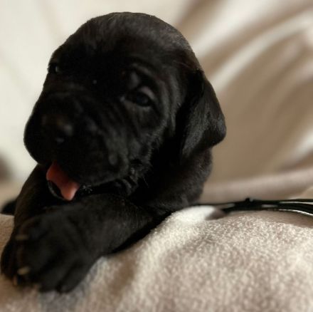 Reinrassige Cane Corso Welpen