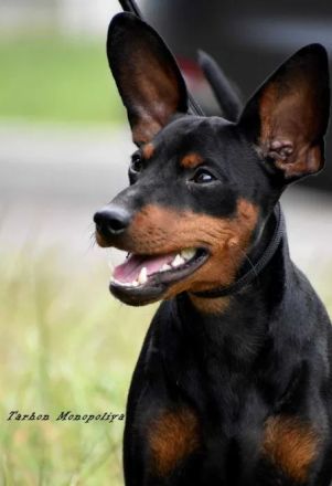 Purebred puppy Zwergpinscher. Documents FCI. Ukraine.