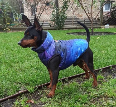 Purebred puppy Zwergpinscher. Documents FCI. Ukraine.