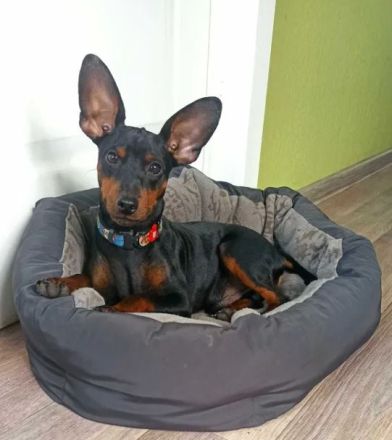 Purebred puppy Zwergpinscher. Documents FCI. Ukraine.