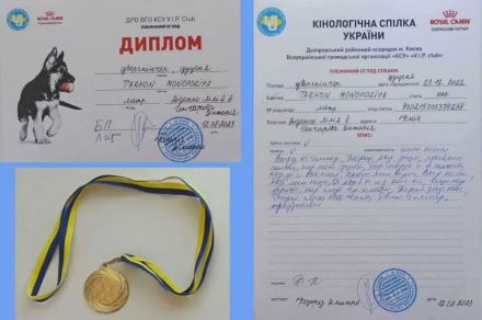 Purebred puppy Zwergpinscher. Documents FCI. Ukraine.
