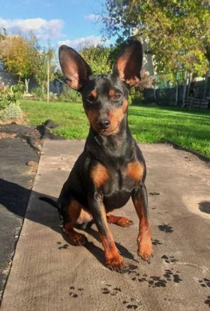 Purebred puppy Zwergpinscher. Documents FCI. Ukraine.