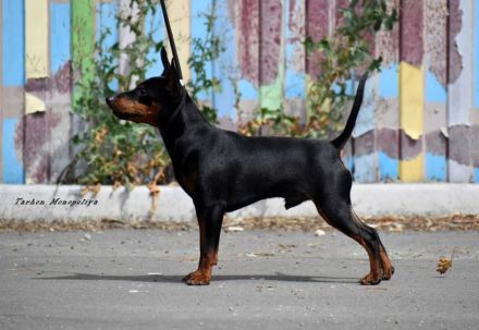 Purebred puppy Zwergpinscher. Documents FCI. Ukraine.