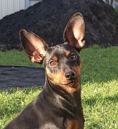 Purebred puppy Zwergpinscher. Documents FCI. Ukraine.