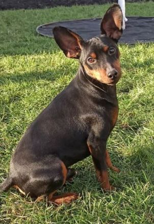 Purebred puppy Zwergpinscher. Documents FCI. Ukraine.