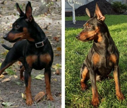 Purebred puppies Zwergpinscher. Documents FCI. Ukraine.