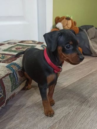 Purebred puppies Zwergpinscher. Documents FCI. Ukraine.