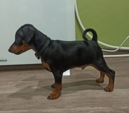 Purebred puppies Zwergpinscher. Documents FCI. Ukraine.