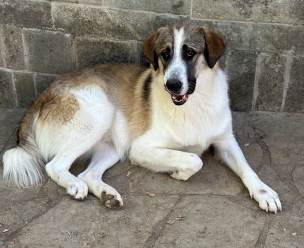 Timbert, geb. ca. 09/2023, lebt in GRIECHENLAND, auf einer privaten Pflegestelle