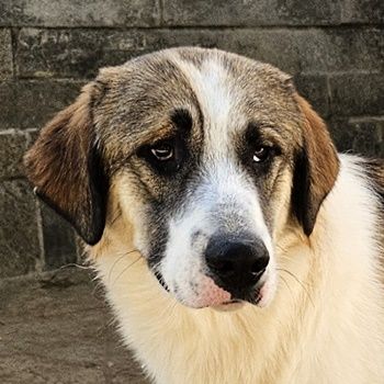 Timbert, geb. ca. 09/2023, lebt in GRIECHENLAND, auf einer privaten Pflegestelle